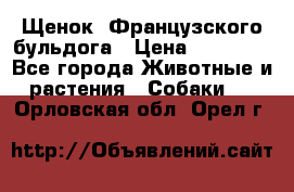 Щенок  Французского бульдога › Цена ­ 35 000 - Все города Животные и растения » Собаки   . Орловская обл.,Орел г.